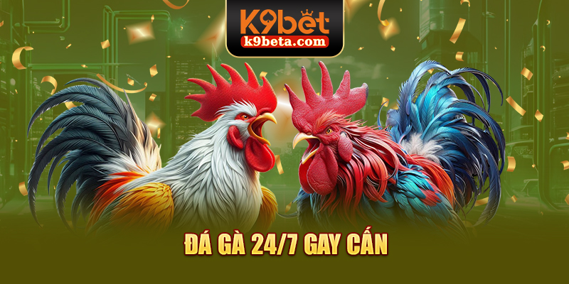 Đá gà 24/7 gay cấn